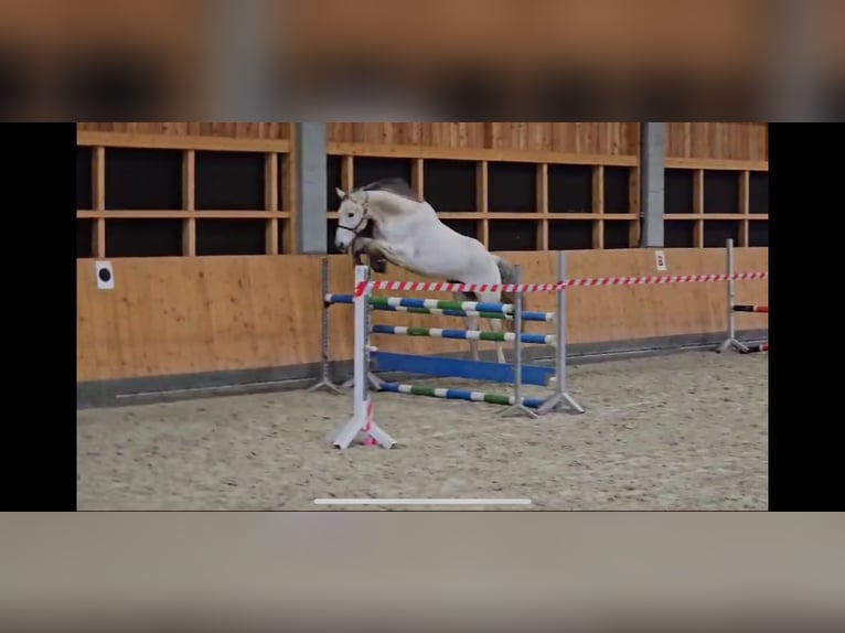 Westfale Wallach 9 Jahre 173 cm Schimmel in Kalletal