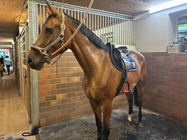 Westfale Wallach 9 Jahre 174 cm Brauner in Nürnberg