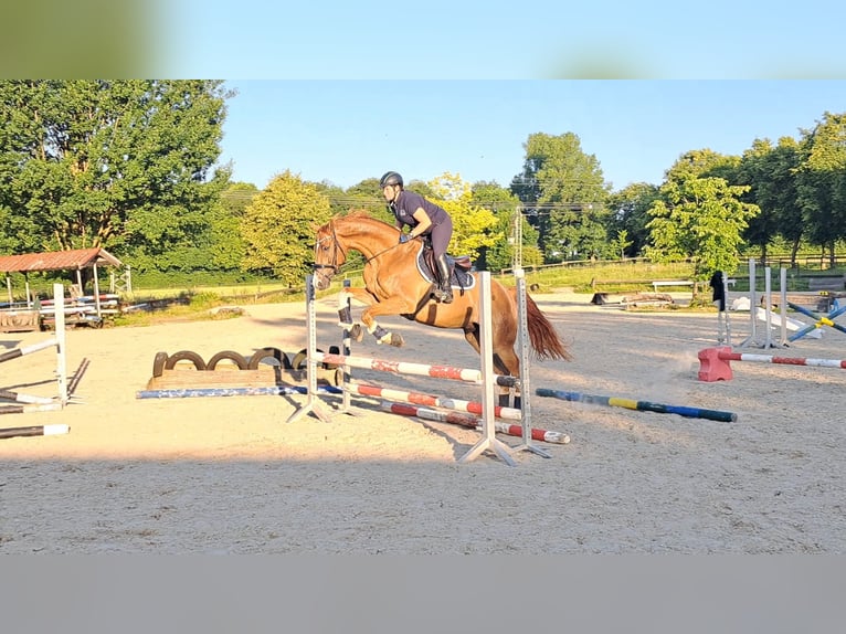 Westfale Wallach 9 Jahre 174 cm Fuchs in Coesfeld
