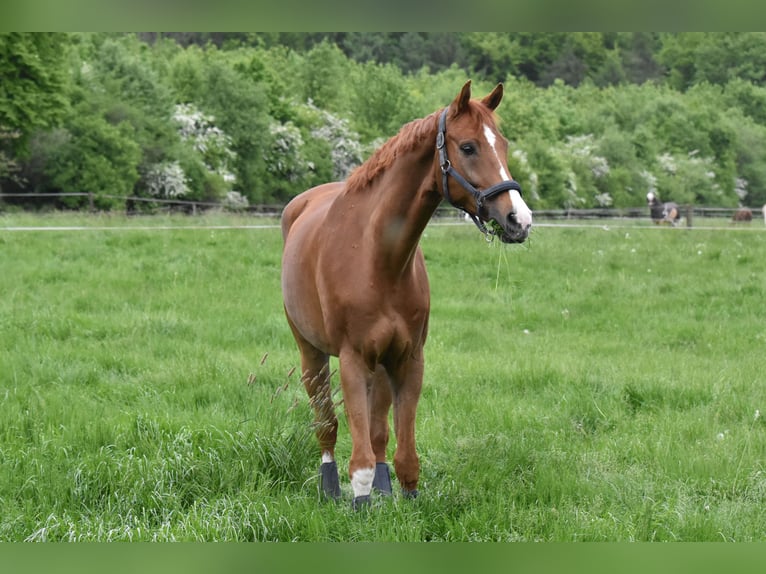 Westfale Wallach 9 Jahre 174 cm Fuchs in Coesfeld