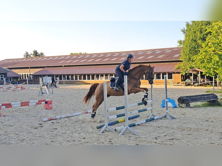 Westfale Wallach 9 Jahre 174 cm Fuchs in Coesfeld