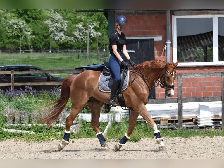 Westfale Wallach 9 Jahre 174 cm Fuchs in Coesfeld
