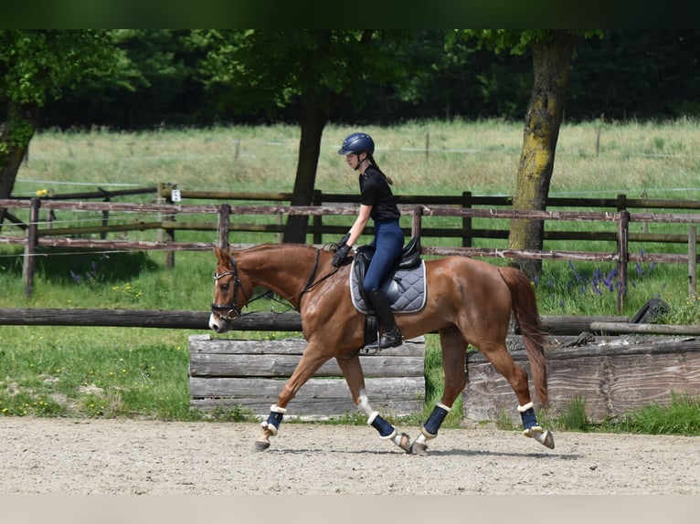 Westfale Wallach 9 Jahre 174 cm Fuchs in Coesfeld