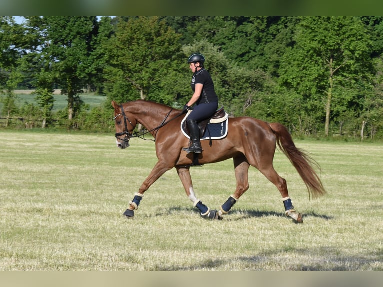 Westfale Wallach 9 Jahre 174 cm Fuchs in Coesfeld