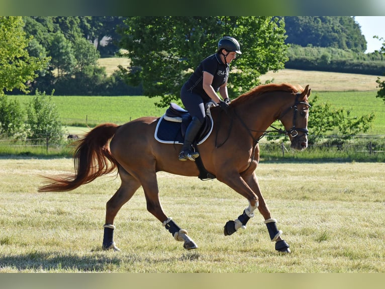 Westfale Wallach 9 Jahre 174 cm Fuchs in Coesfeld