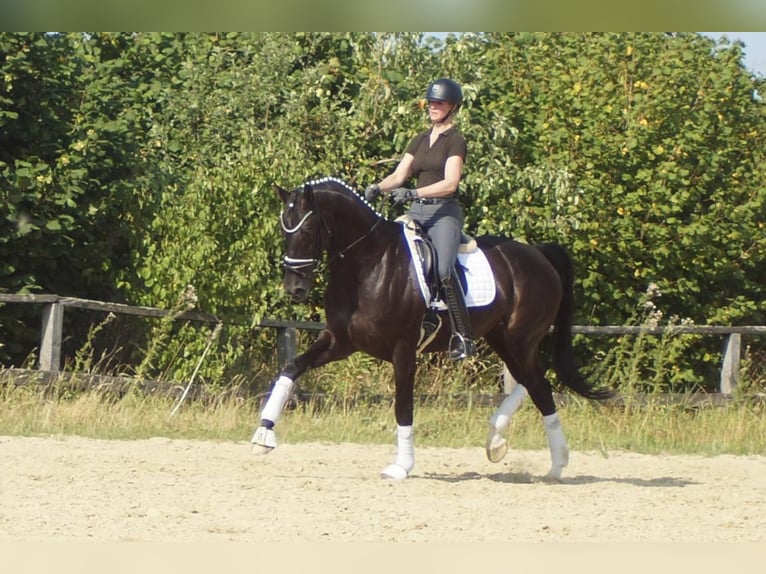 Westfale Wallach 9 Jahre 174 cm Rappe in Iserlohn