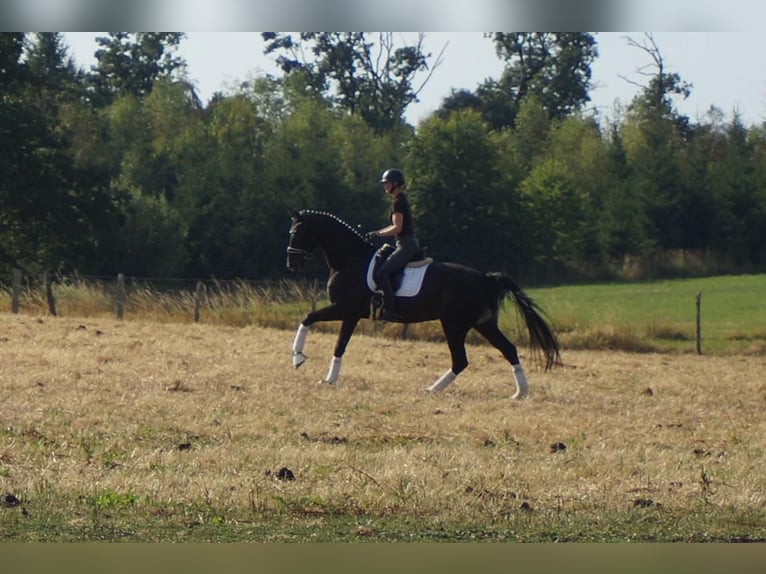 Westfale Wallach 9 Jahre 174 cm Rappe in Iserlohn