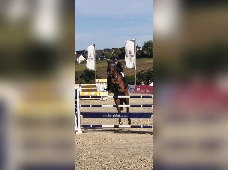 Westfale Wallach 9 Jahre 175 cm Brauner in Arnsberg