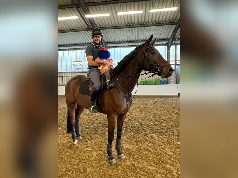 Westfale Wallach 9 Jahre 175 cm Brauner in Arnsberg