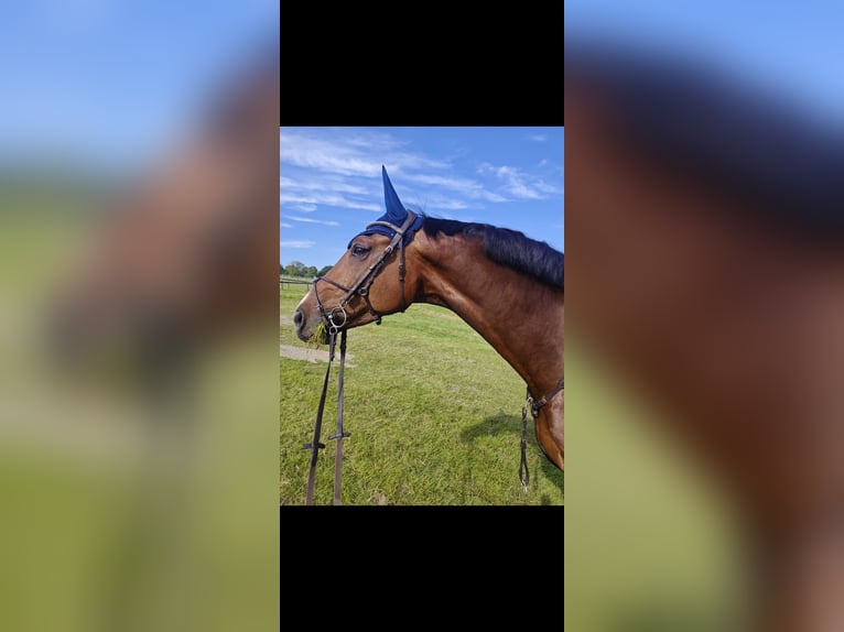 Westfale Wallach 9 Jahre 178 cm Brauner in Hamm