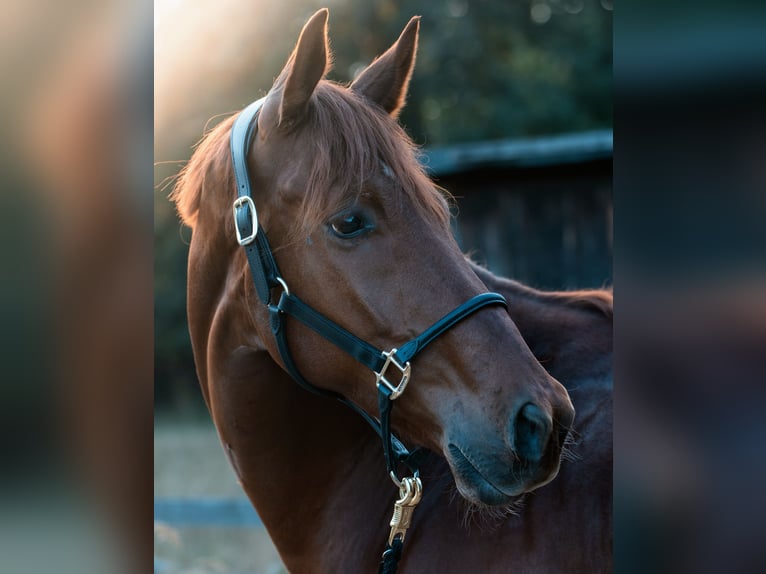 Westfale Wallach 9 Jahre 178 cm Fuchs in Lienen