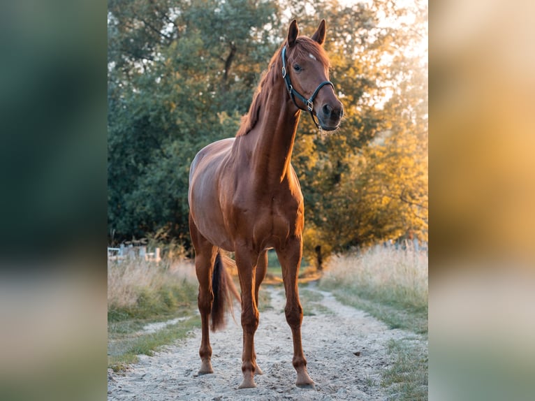 Westfale Wallach 9 Jahre 178 cm Fuchs in Lienen