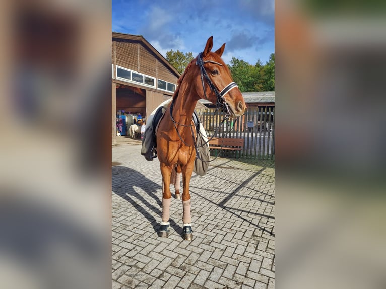 Westfale Wallach 9 Jahre 178 cm Fuchs in Lienen