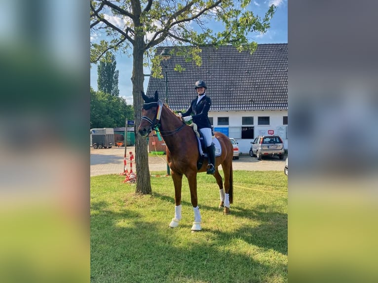 Westfale Wallach 9 Jahre 178 cm Fuchs in Lienen