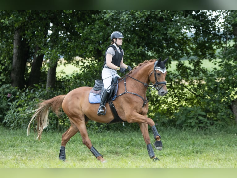 Westfale Wallach 9 Jahre 178 cm Fuchs in Gleißenberg