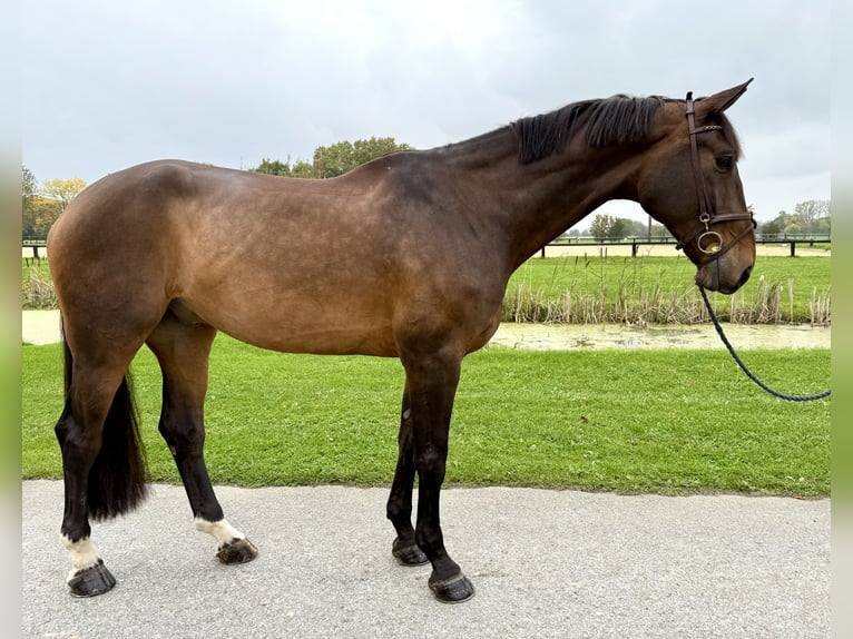 Westfale Wallach 9 Jahre 179 cm Brauner in Horstmar Westfale Wallach 9 Jahre 179 cm Brauner in Horstmar