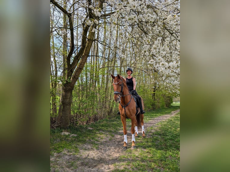 Westfale Wallach 9 Jahre 179 cm Fuchs in Ibbenbüren