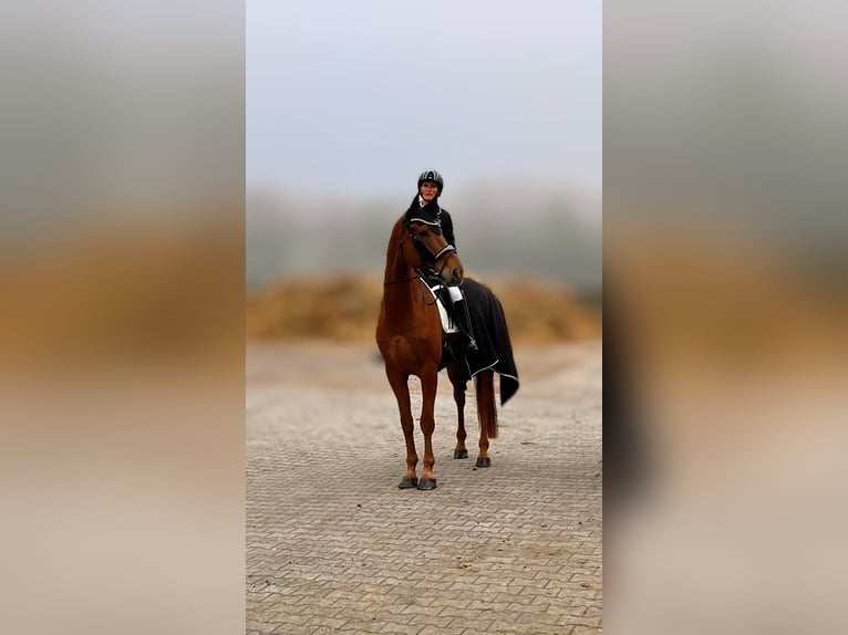 Westfale Wallach 9 Jahre 179 cm Fuchs in Ibbenbüren