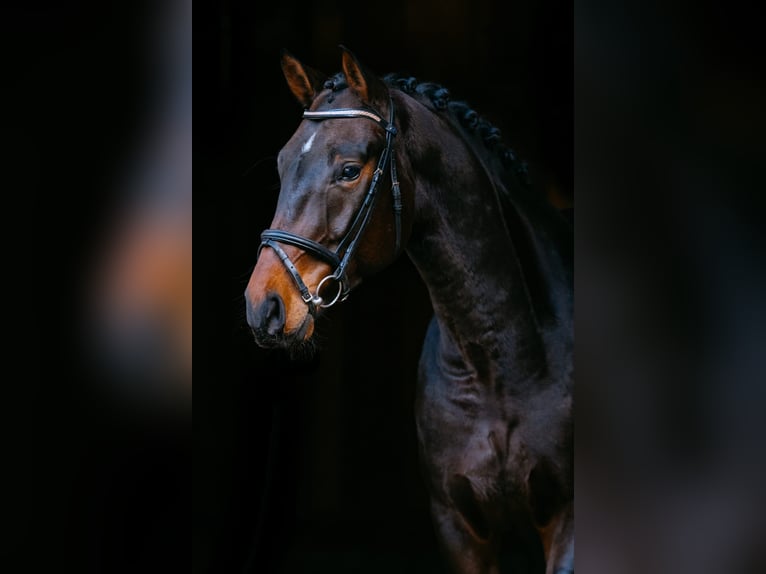 Westfale Wallach 9 Jahre 180 cm Dunkelbrauner in Ebreichsdorf