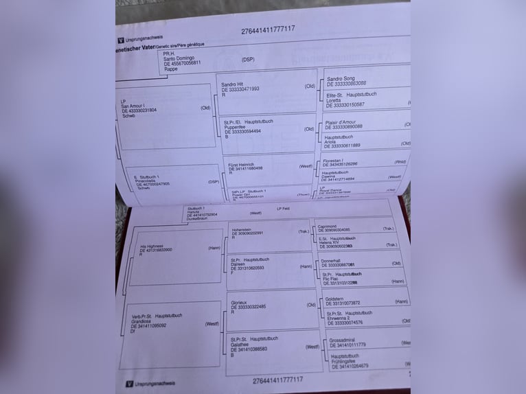 Westfale Wallach 9 Jahre 180 cm Dunkelbrauner in Ebreichsdorf