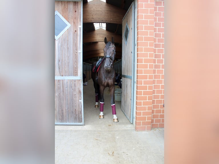 Westfale Wallach 9 Jahre 186 cm Schwarzbrauner in Ahaus