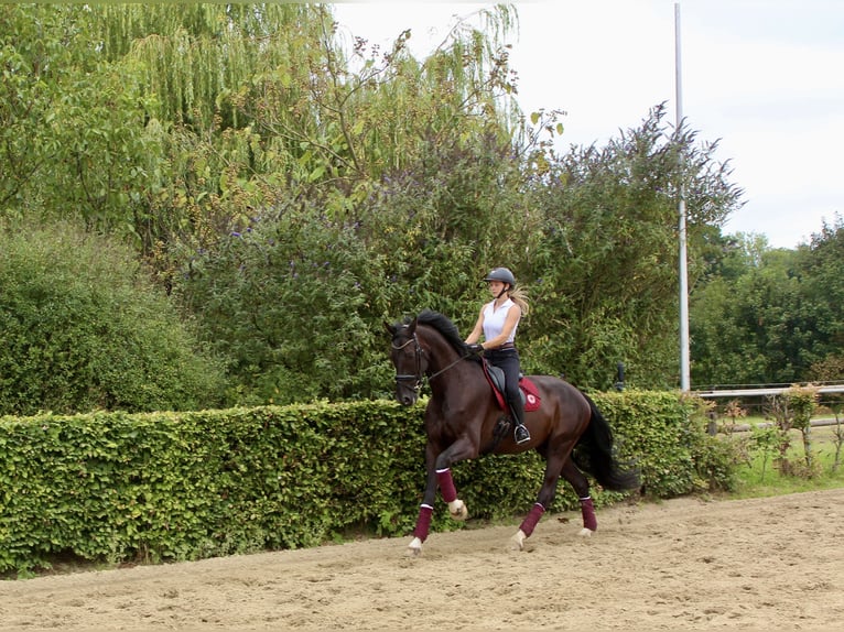 Westfale Wallach 9 Jahre 186 cm Schwarzbrauner in Ahaus