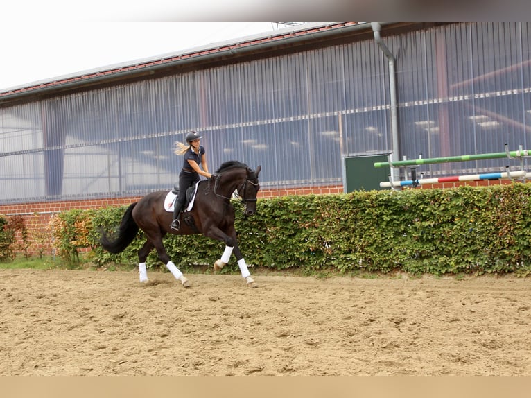 Westfale Wallach 9 Jahre 186 cm Schwarzbrauner in Ahaus