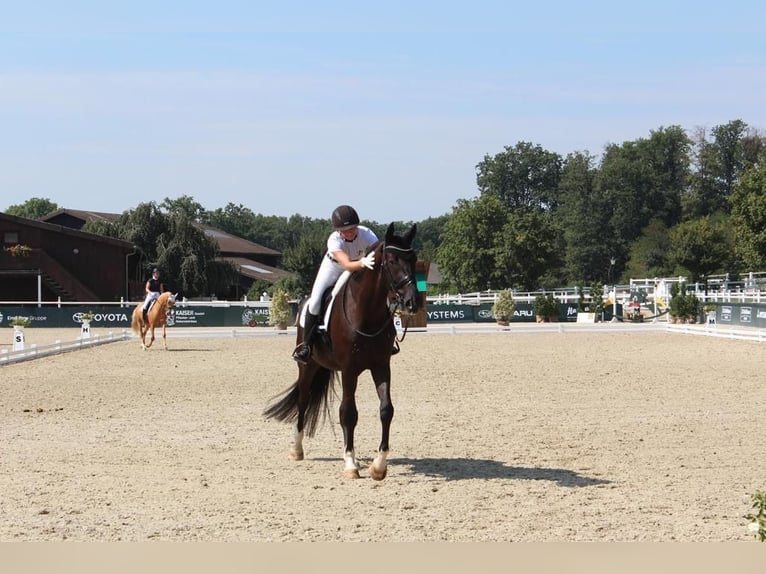 Westfale Wallach 9 Jahre 186 cm Schwarzbrauner in Ahaus