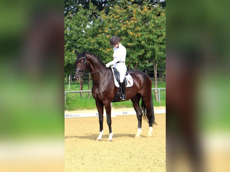 Westfale Wallach 9 Jahre 186 cm Schwarzbrauner in Ahaus