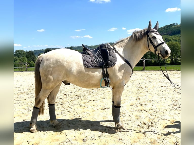 Westfaliano Mestizo Caballo castrado 10 años 155 cm Tordo rodado in Herscheid