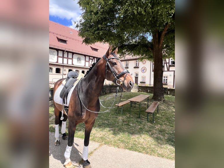 Westfaliano Caballo castrado 10 años 160 cm Castaño in Kelkheim (Taunus)