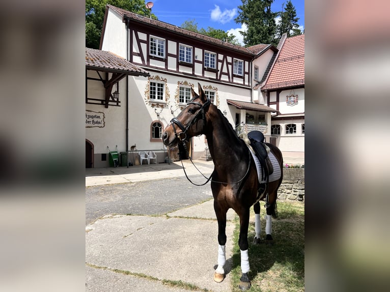 Westfaliano Caballo castrado 10 años 160 cm Castaño in Kelkheim (Taunus)