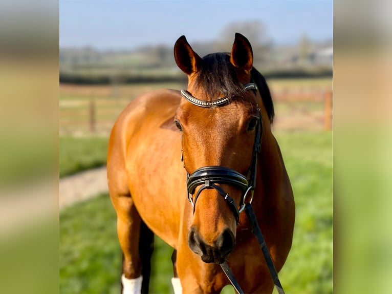 Westfaliano Caballo castrado 10 años 163 cm Castaño rojizo in Worcestershire