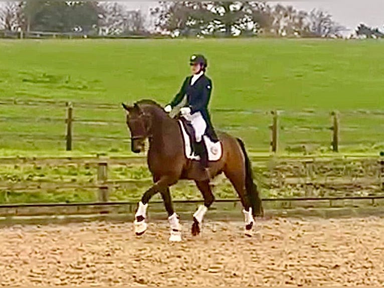 Westfaliano Caballo castrado 10 años 163 cm Castaño rojizo in Worcestershire