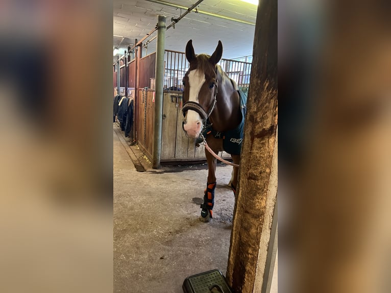 Westfaliano Caballo castrado 10 años 165 cm Alazán in Schaffhausen