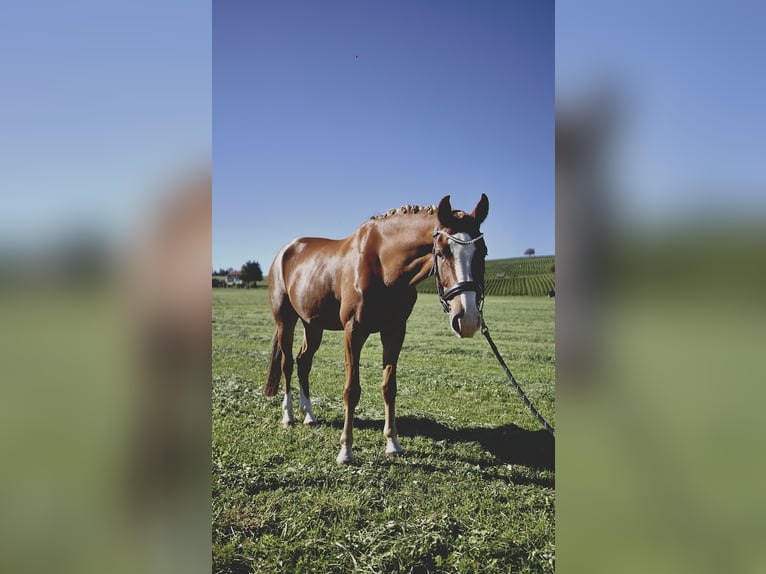 Westfaliano Caballo castrado 10 años 165 cm Alazán in Schaffhausen