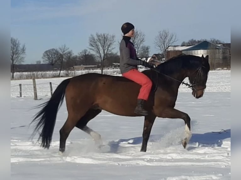 Westfaliano Caballo castrado 10 años 165 cm in Warendorf