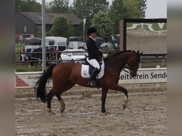 Westfaliano Caballo castrado 10 años 165 cm in Warendorf