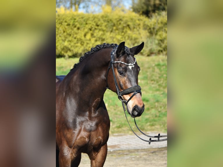 Westfaliano Caballo castrado 10 años 165 cm Castaño in Fürstenau