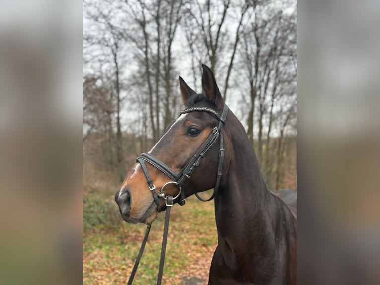 Westfaliano Caballo castrado 10 años 165 cm Castaño oscuro in Overath