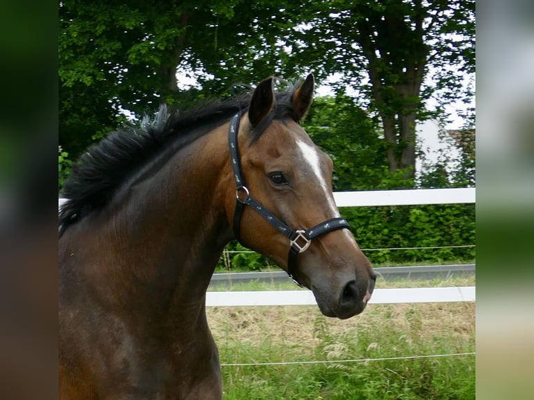 Westfaliano Caballo castrado 10 años 166 cm Castaño oscuro in Borgentreich