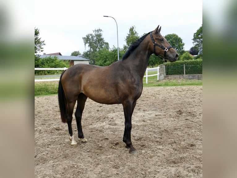 Westfaliano Caballo castrado 10 años 166 cm Castaño oscuro in Borgentreich