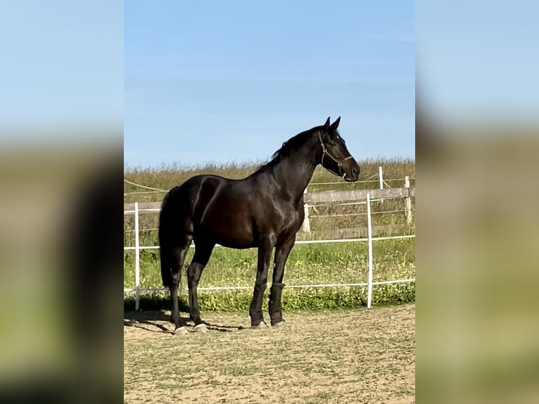 Westfaliano Caballo castrado 10 años 166 cm Morcillo in Montabaur