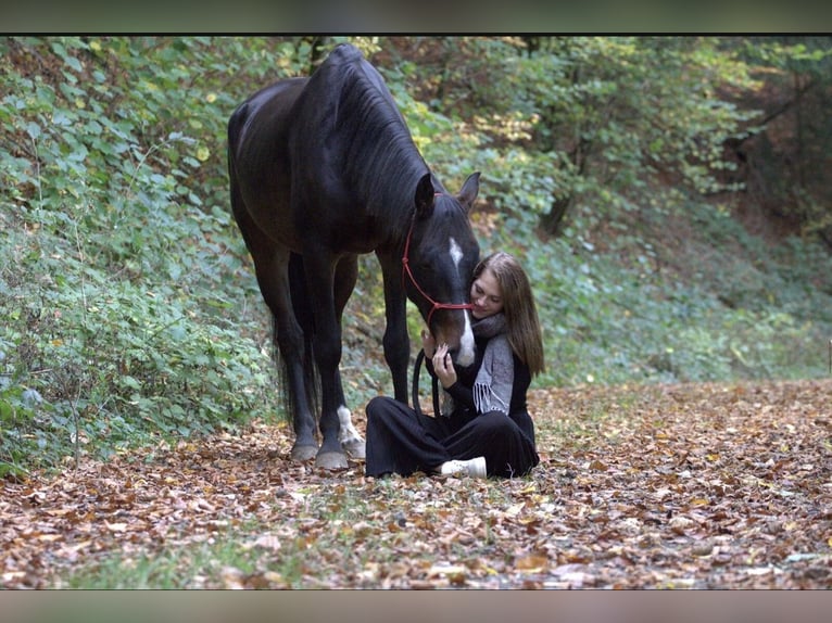 Westfaliano Caballo castrado 10 años 168 cm in &#xDC;ttfeld