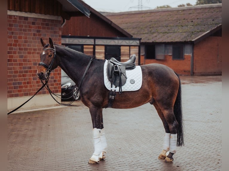 Westfaliano Caballo castrado 10 años 169 cm Castaño in Bielefeld