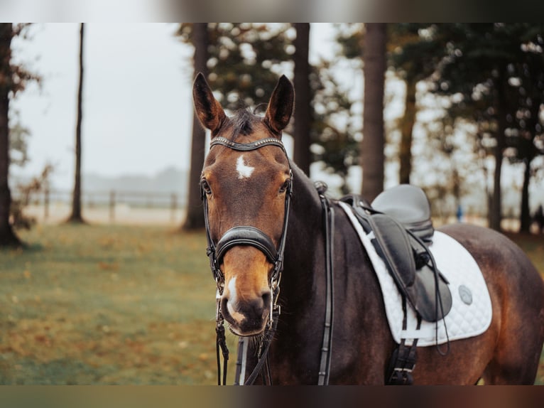 Westfaliano Caballo castrado 10 años 169 cm Castaño in Bielefeld
