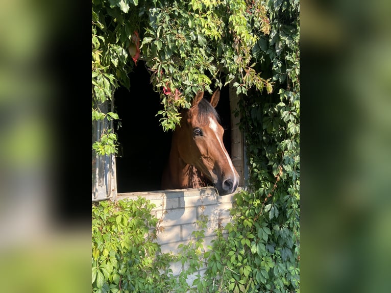 Westfaliano Caballo castrado 10 años 169 cm Castaño in Brakel