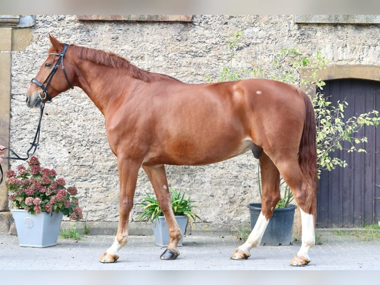 Westfaliano Caballo castrado 10 años 170 cm Alazán in Glandorf