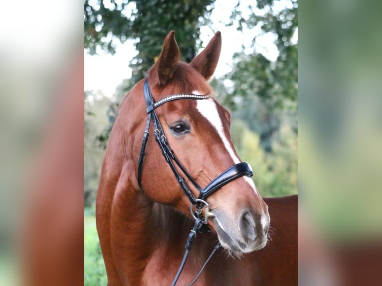 Westfaliano Caballo castrado 10 años 170 cm Alazán in Glandorf