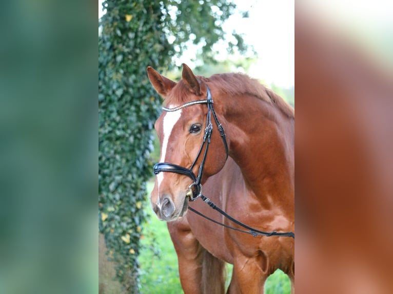 Westfaliano Caballo castrado 10 años 170 cm Alazán in Glandorf